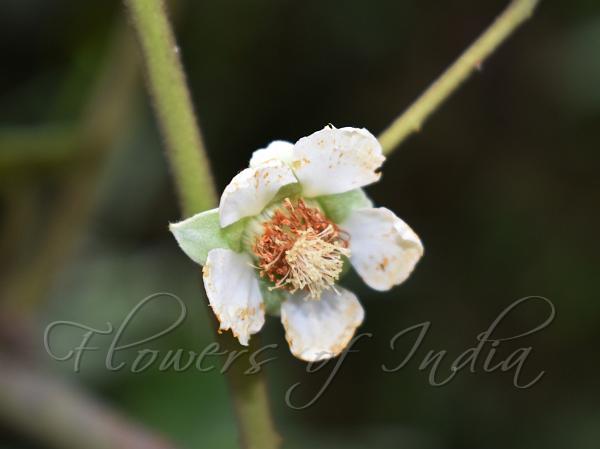 Darjeeling Raspberry